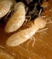 Termites
